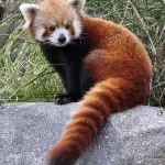 panda chemical company icon